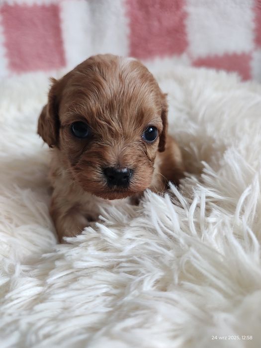 **Cavapoo Piesek **