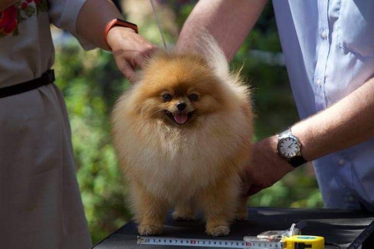 Вязка, померанский шпиц