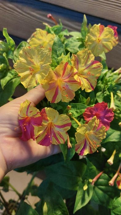 Dziwaczek nasiona 100 sztuk