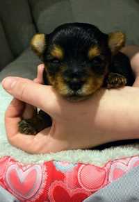 Yorkshire Terrier miniaturka