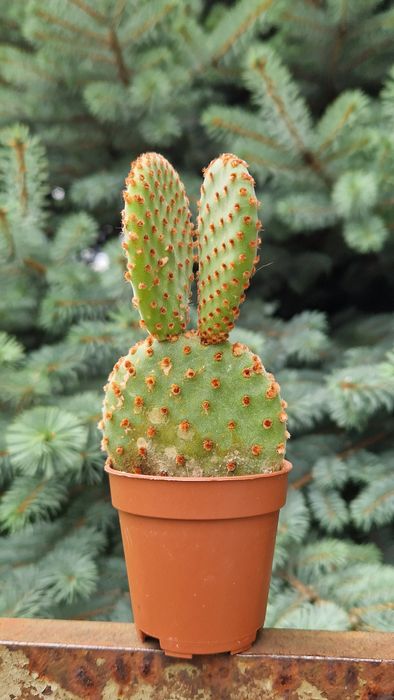 опунція доросла рослина