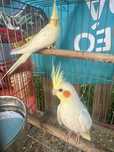 Caturra lutina com 2 meses
