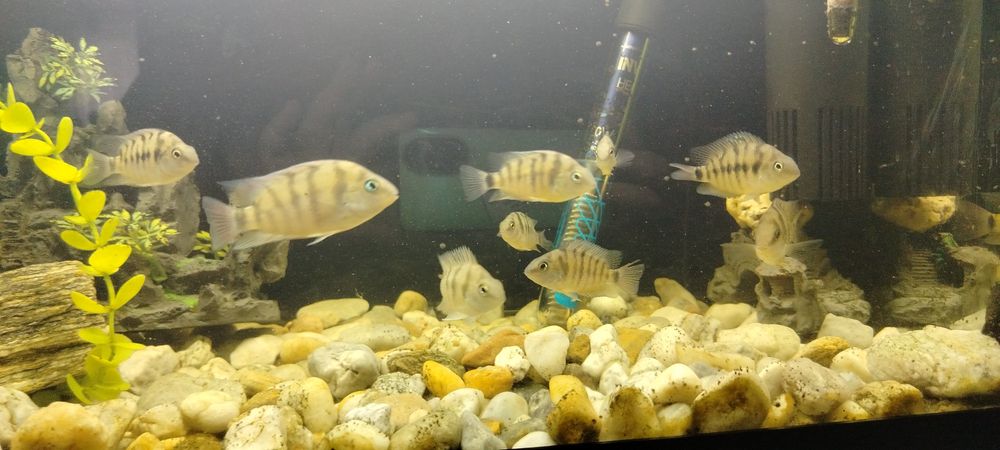 Sprzedam ryby zebry z młodymi