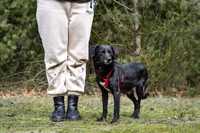 Czarna sunia szuka domku pies do adopcji piesek
