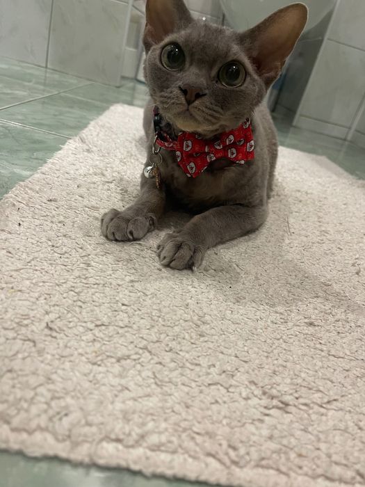 Віддам кота Девон-Рекс  в хороші руки