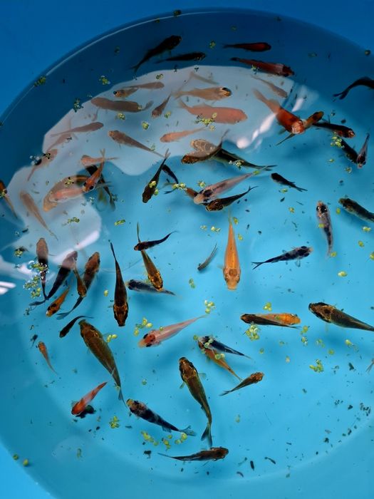 Carpas koi jovens