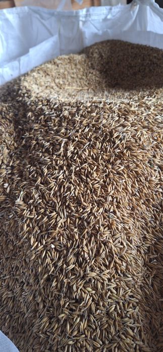 Sprzedam owies zwykły