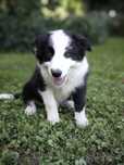 Border collie ZKWP FCI suczka czarno biała