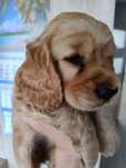 Cocker spaniel angielski sunia