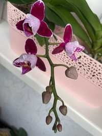 Орхідея фаленопсис пелор