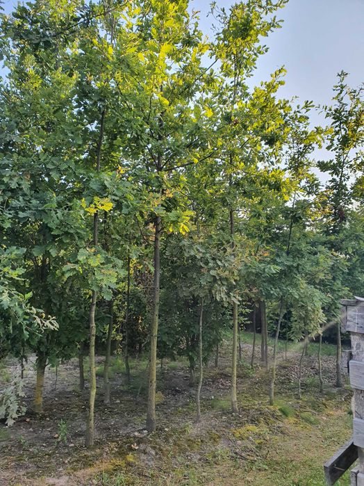 DĄB szypułkowy 500cm obwody 14-50cm SZKÓŁKOWANY kopany Maszyną