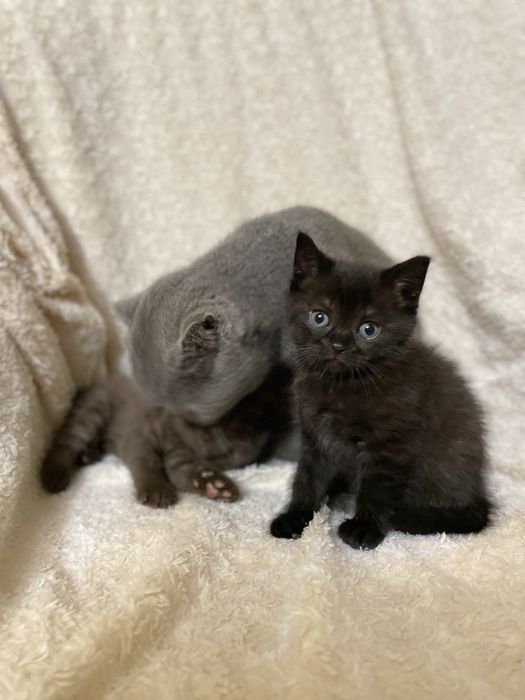 шотландські кошенята котик і киця