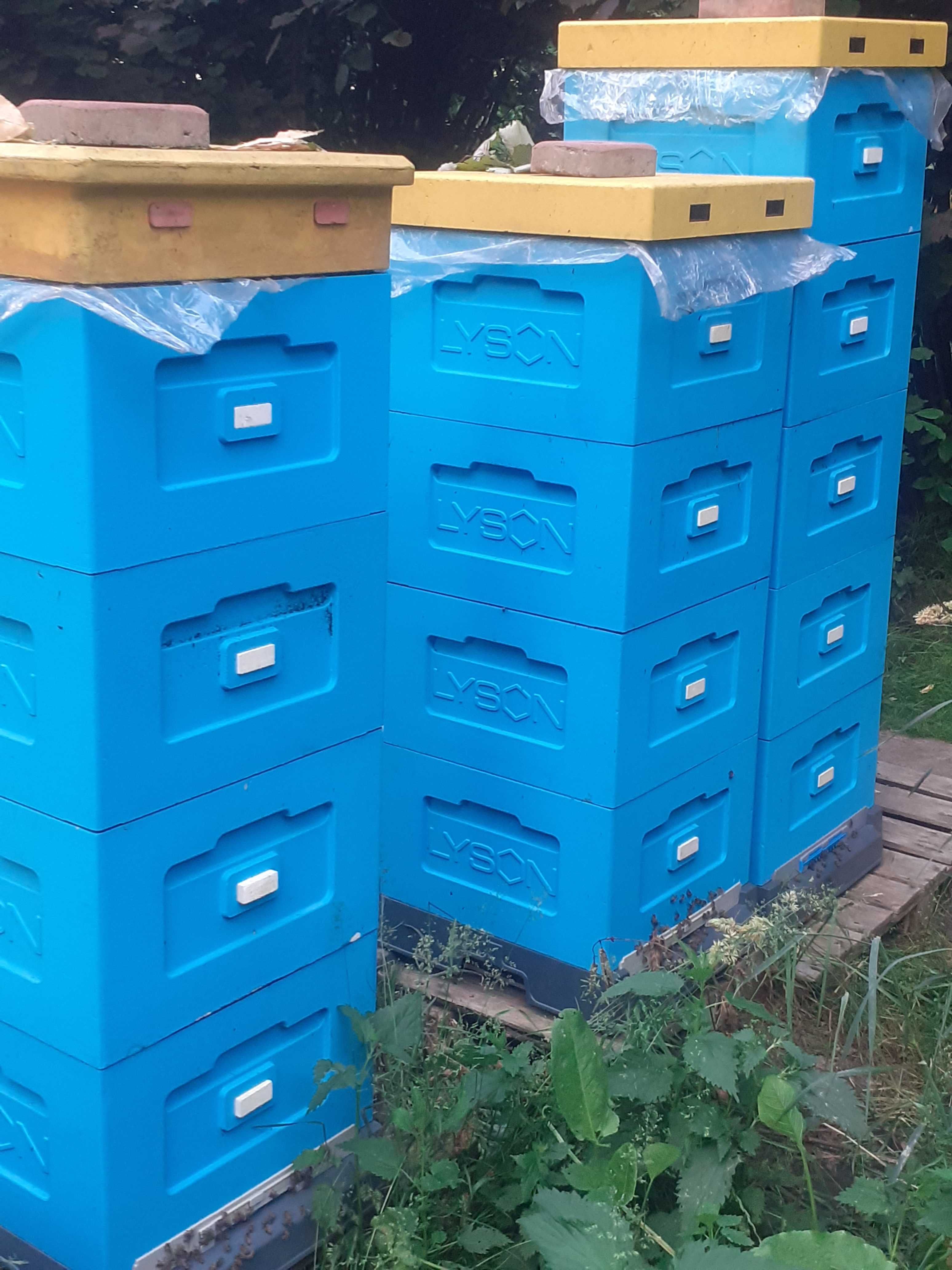 Rodziny pszczele przezimowane na ramce wielkopolskiej BUCKFAST PS HYG+