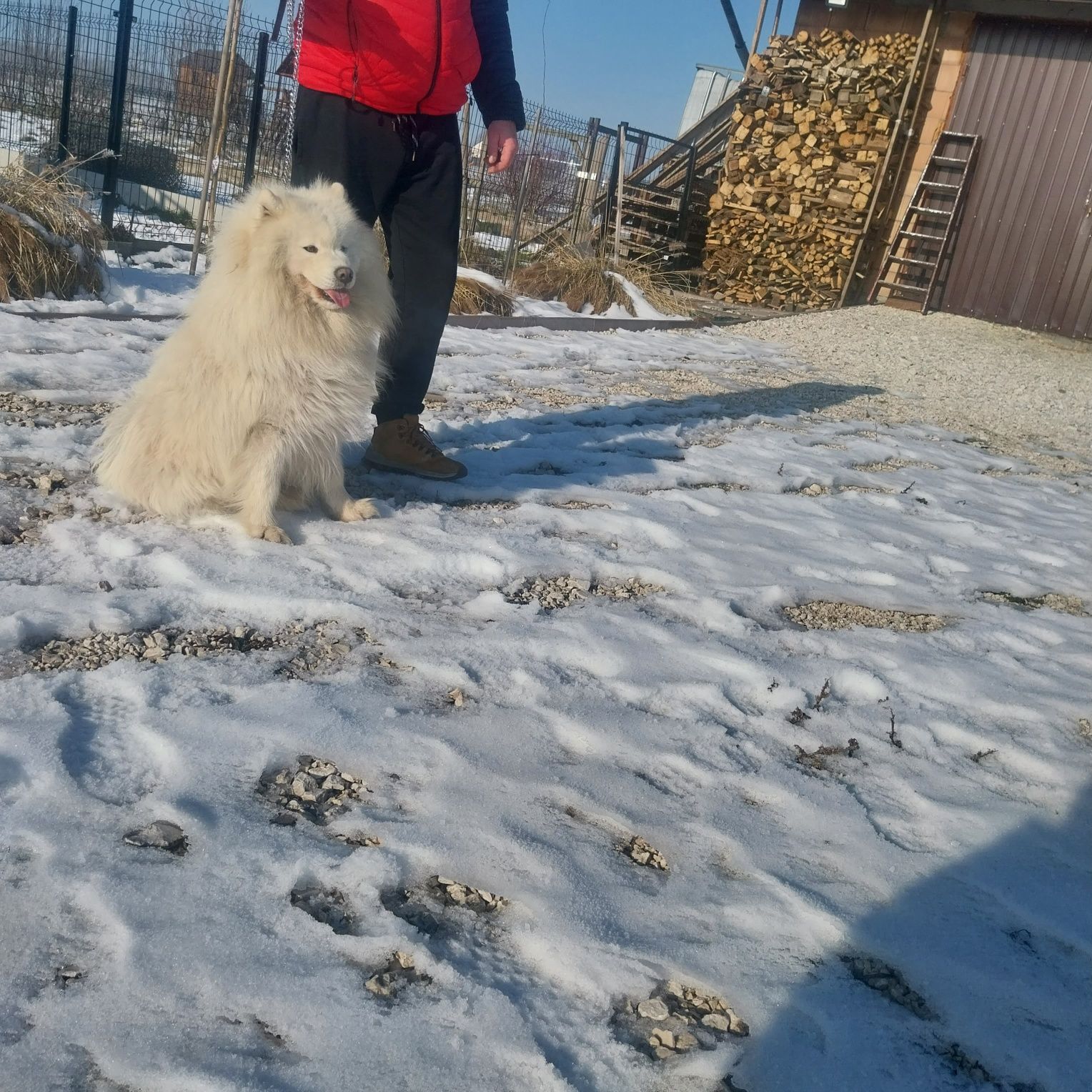 Pies samojed samoyed