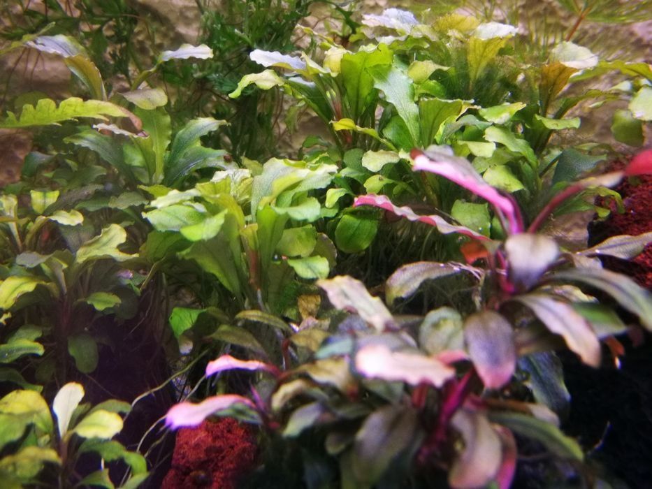 Bucephalandra sadzonki