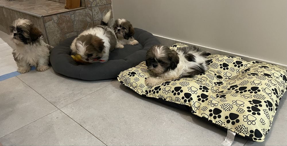 Piesek shih- tzu z pochodzeniem