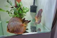 Vendo casal Discus