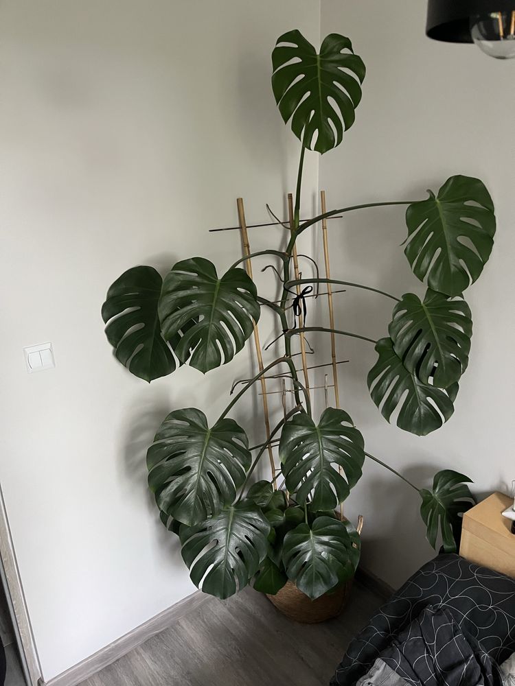 Monstera dziurawa duża