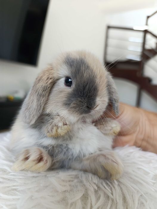 Mini lop karzełek Teddy hodowla zarejestrowana