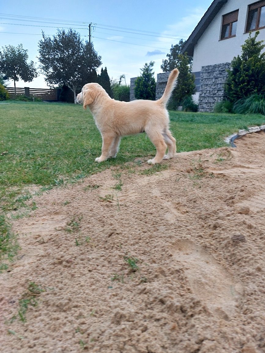 Golden Retriever szczeniak