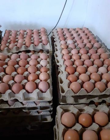 Продаж різних інкубаційних яєць