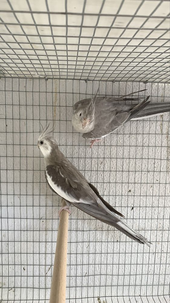Casal caturras adulto