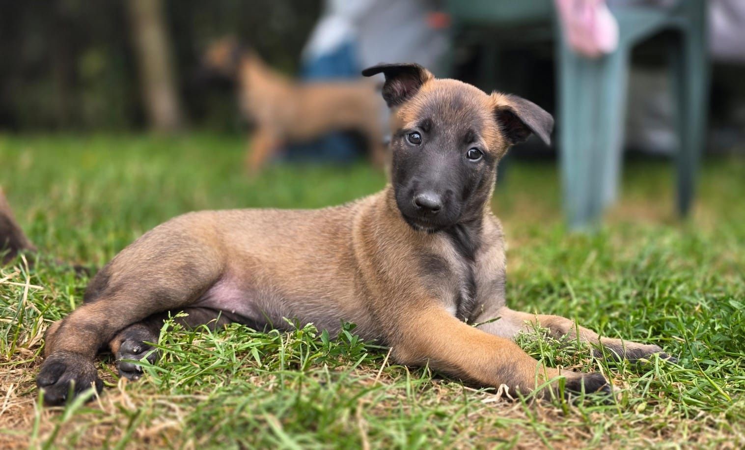 Owczarek Belgijski Malinois FCI