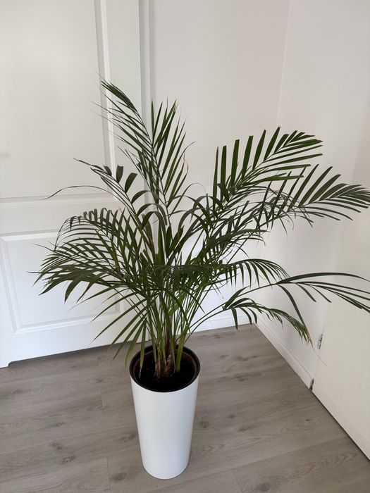 Palma areka 90 cm sprzedam lub zamienie