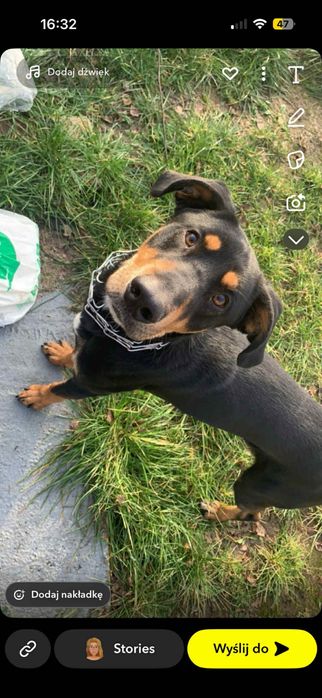 Oddam pieska w dobre ręce