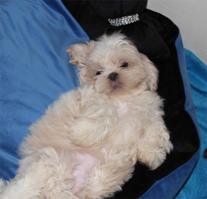 Shih tzu sunia z niebieskimi oczkami