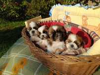 Shih Tzu piesek okolice Krakowa i Bochni