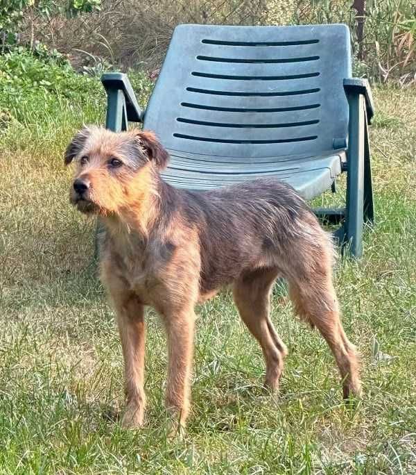 BIRMA znaleziona na ulicy szuka domu