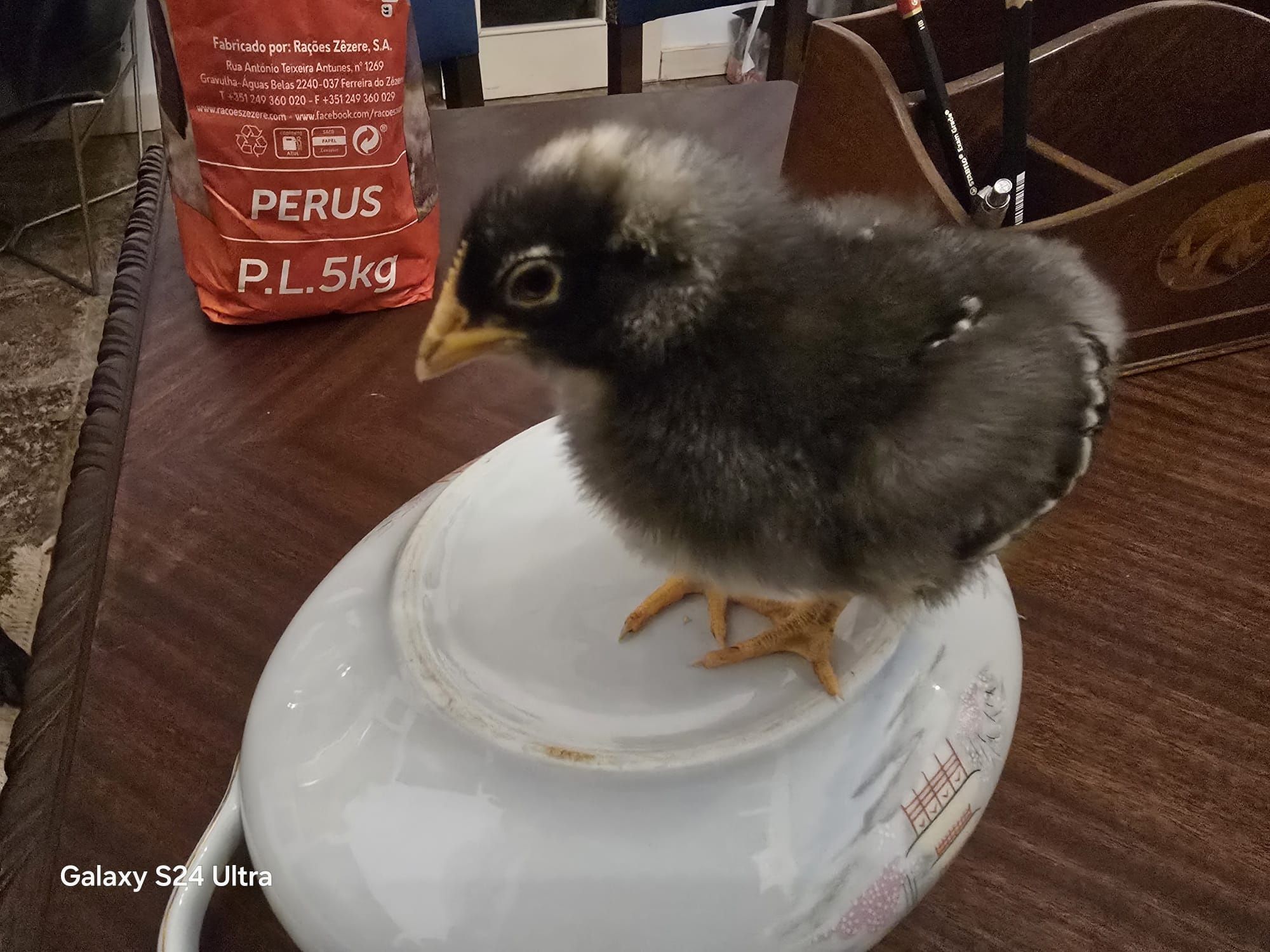 Galinha Pedres Portuguesa - pintos