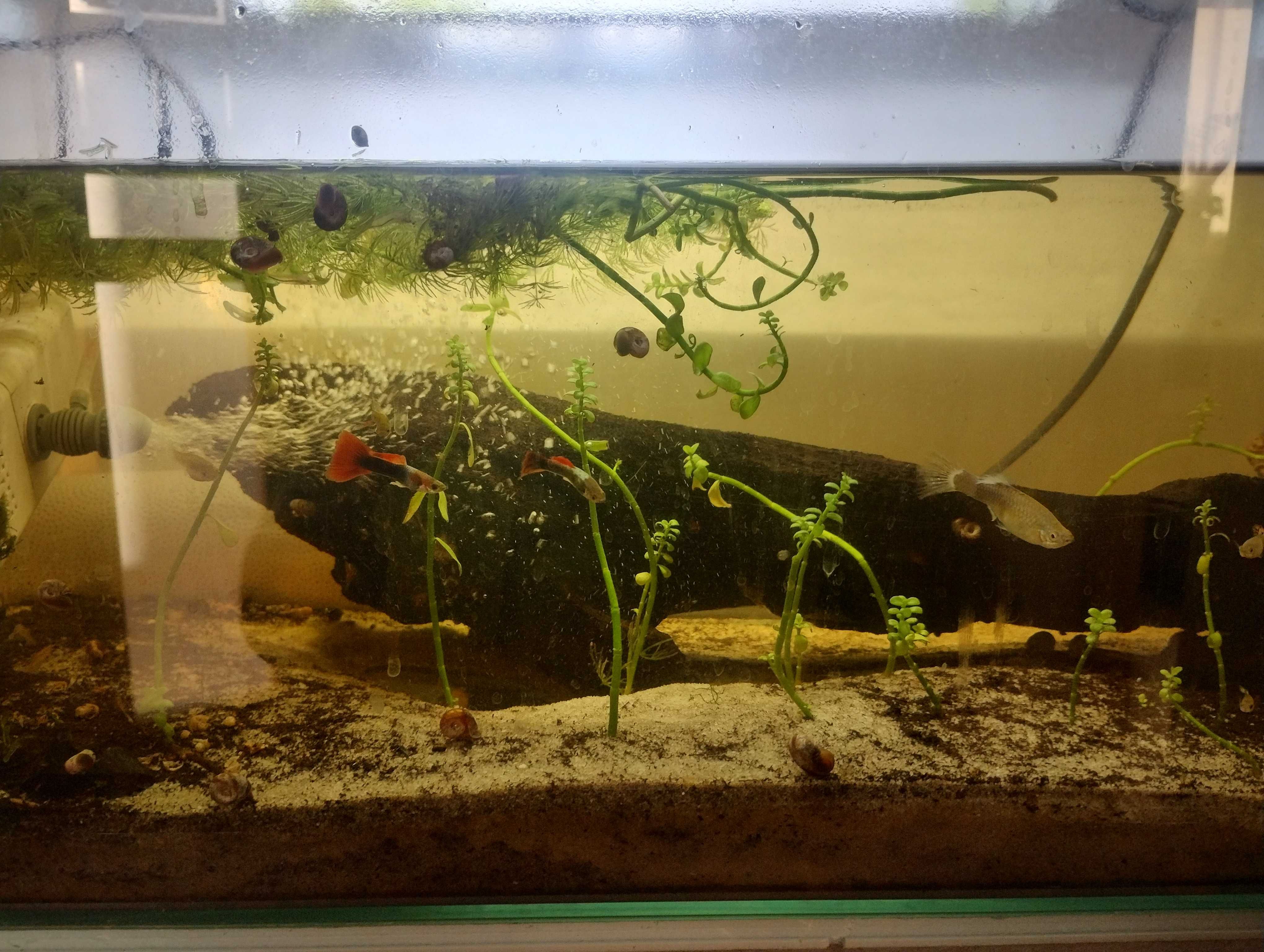 Akwarium leddy 50 l