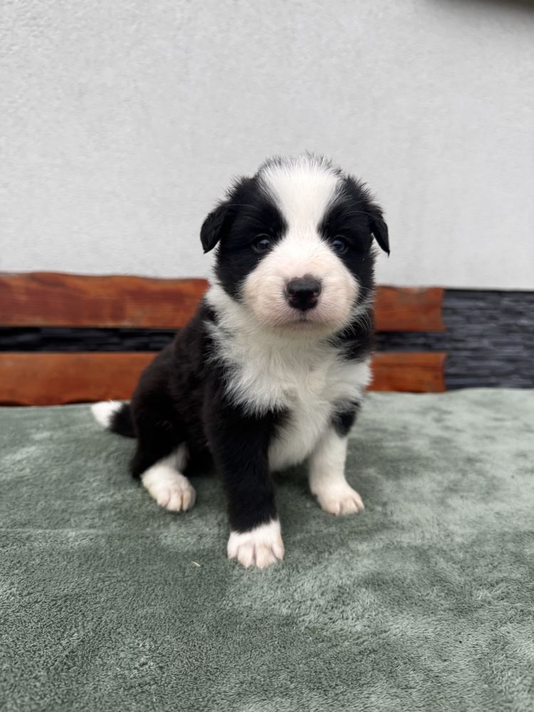 Sprzedam Psa Border Collie czarno biały (samiec)