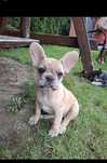 Buldog Francuski