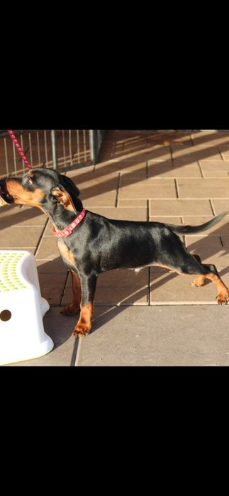 Pinczer miniaturowy FCI