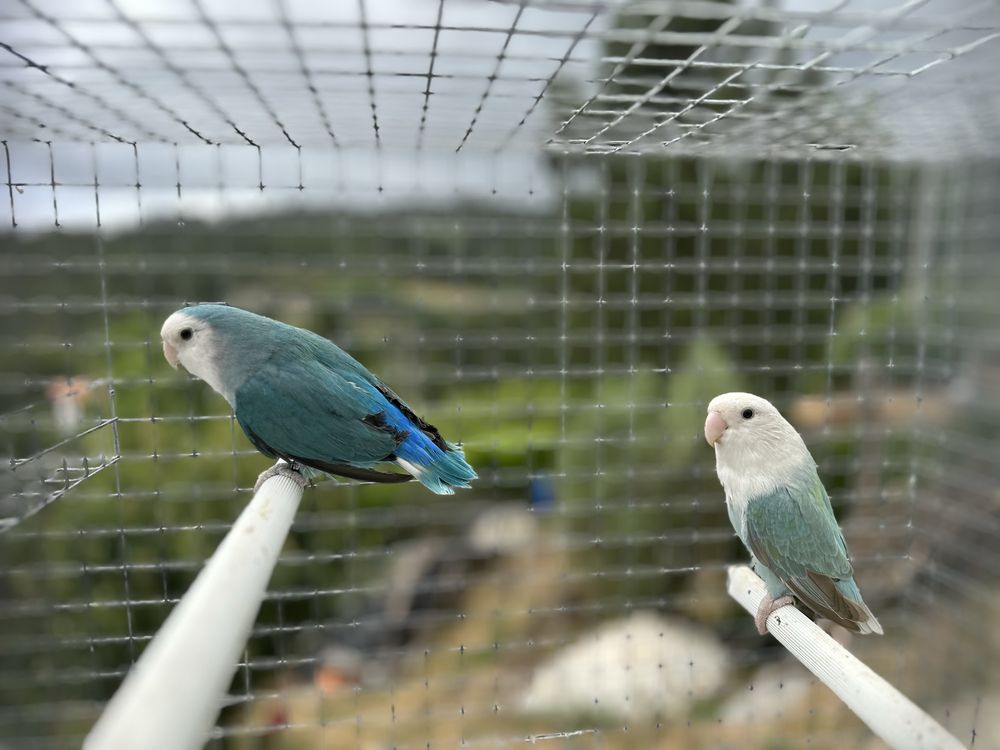 Agapornis roseicollis Longfeather