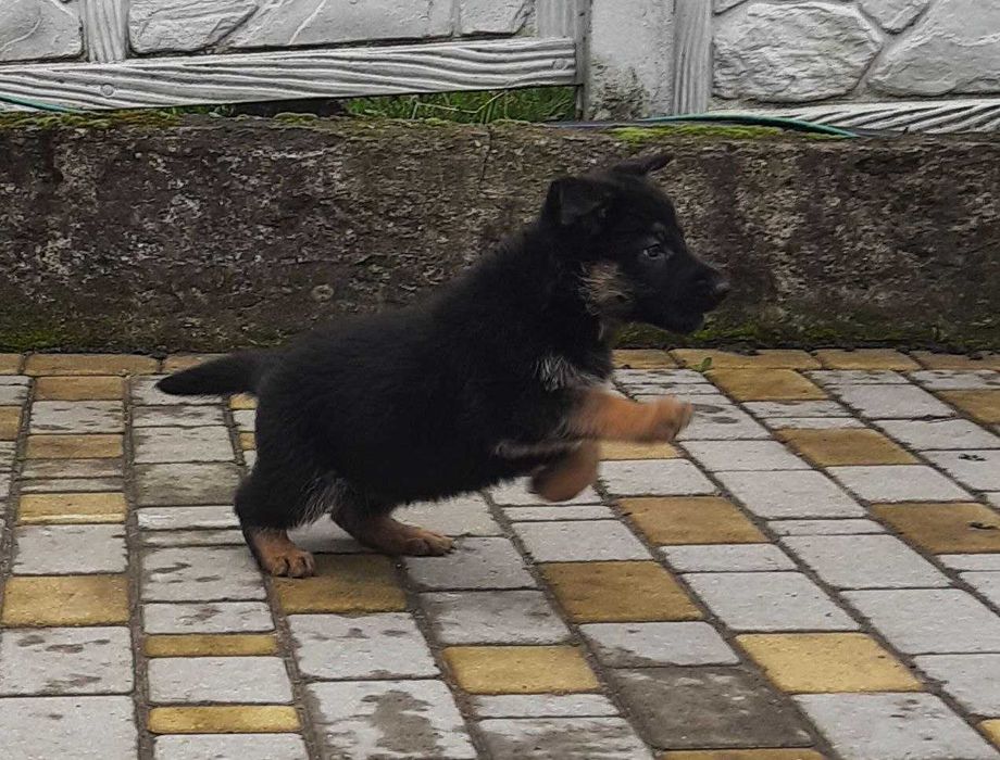 Цуценята німецької вівчарки