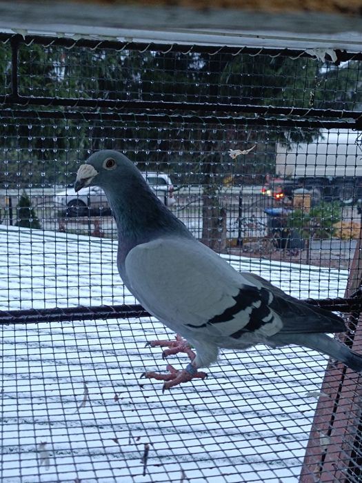 Gołębie staropolskie