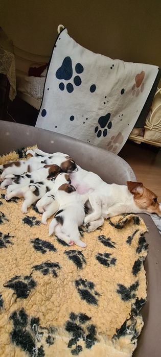 Jack Russell Terrier samiec William