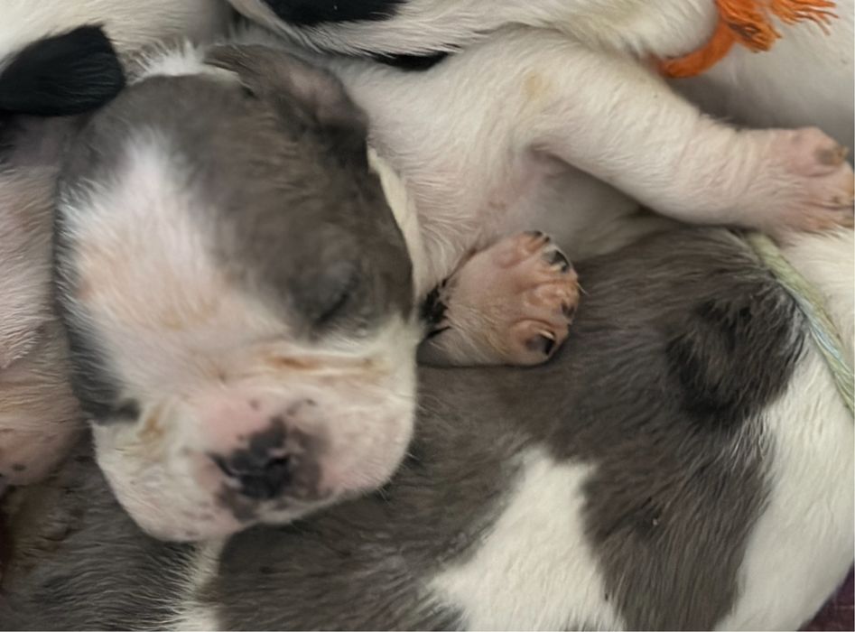 Buldogue Francês Blue pied