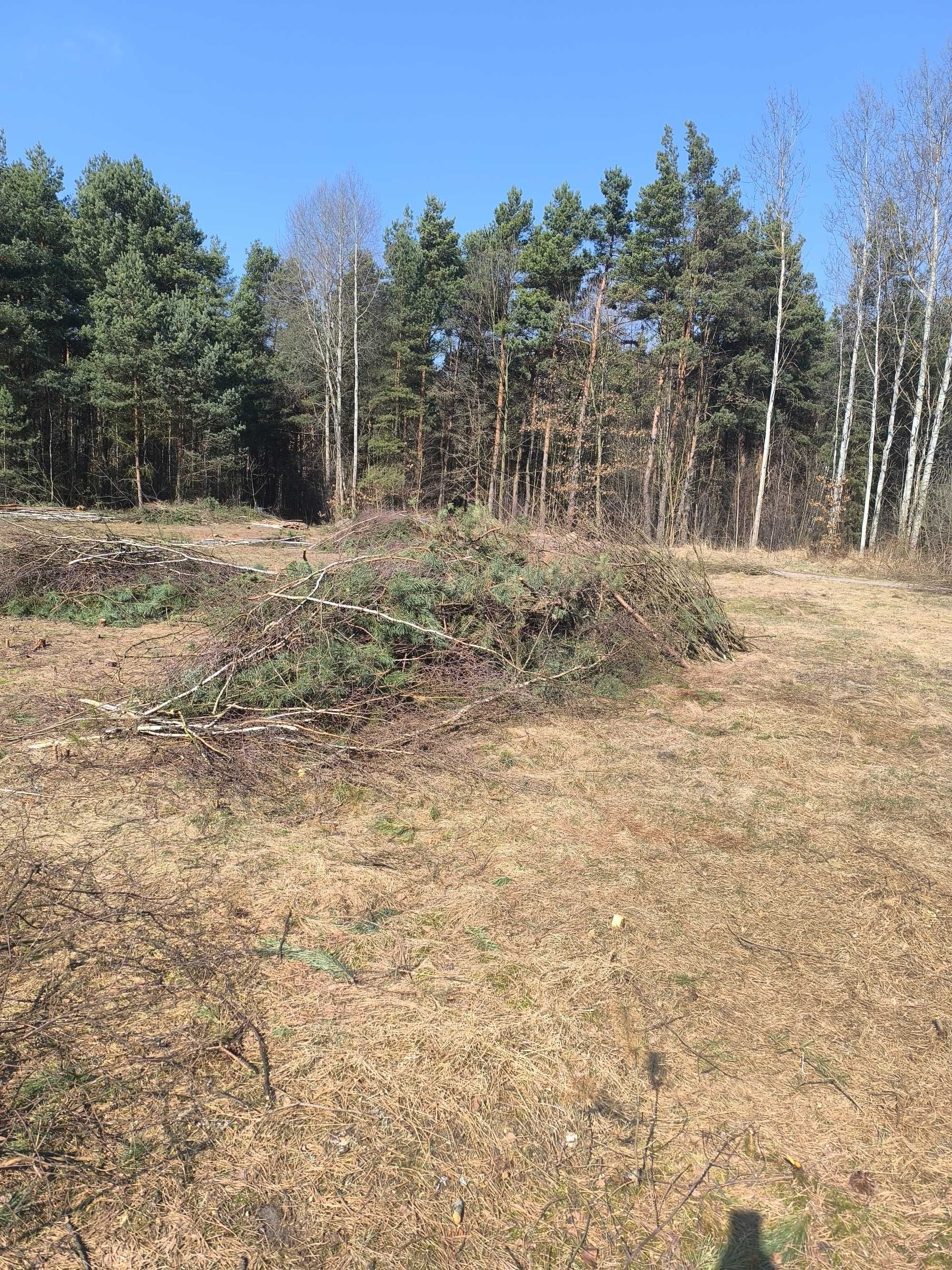 Gałęzie chrust sosnowy już zleżały bo ścinane było w marcu.