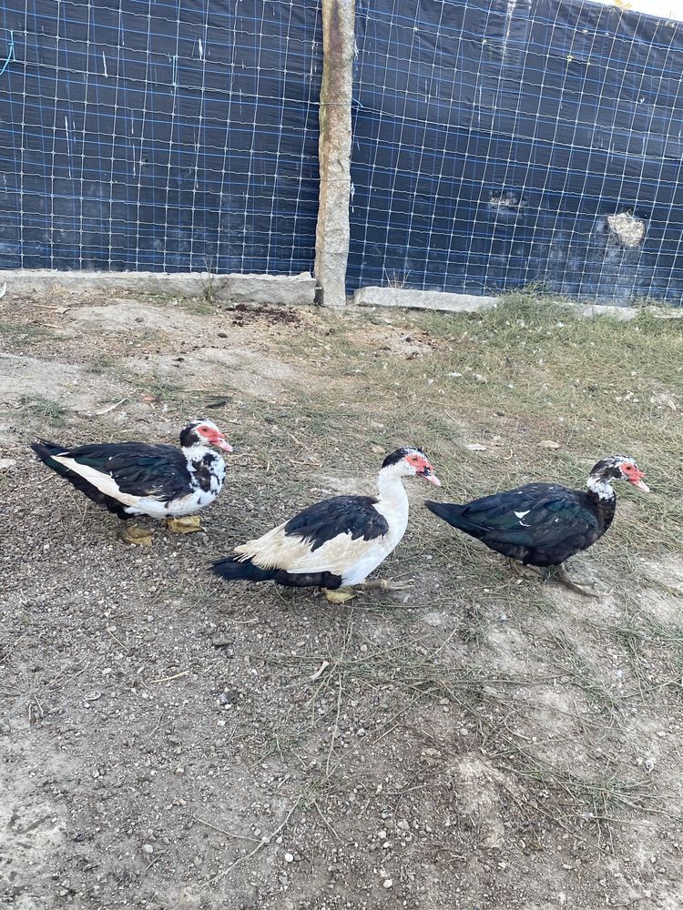 Vendo patos mudos