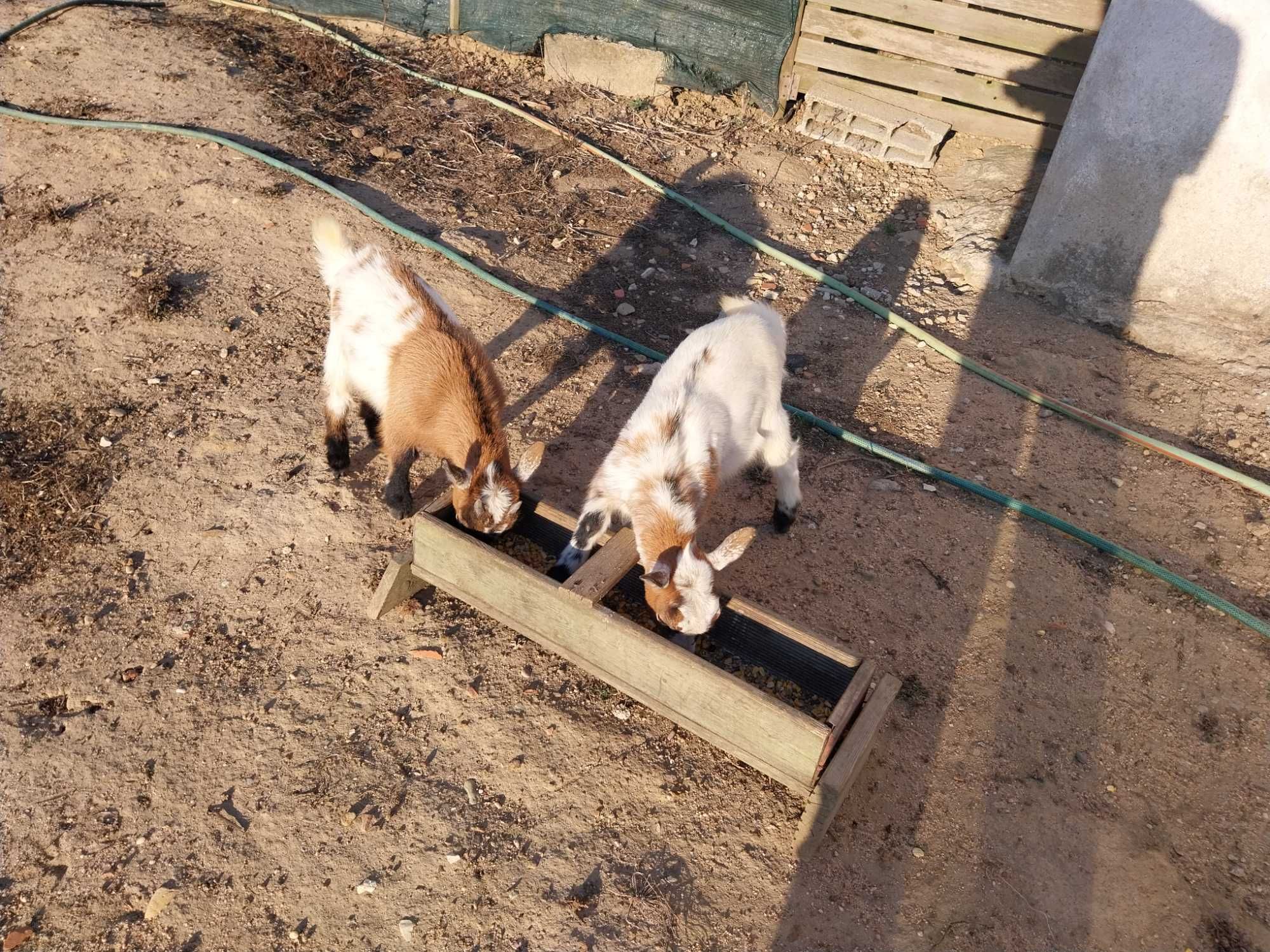 cabras anãs felizes