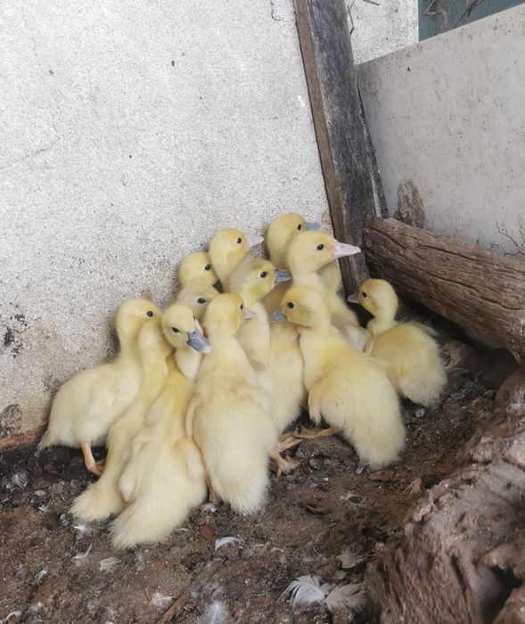 Patinhos mudos bebés