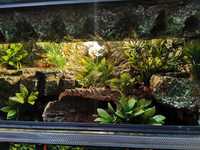 Terrarium 60x30x30 tropikalne dla gekon