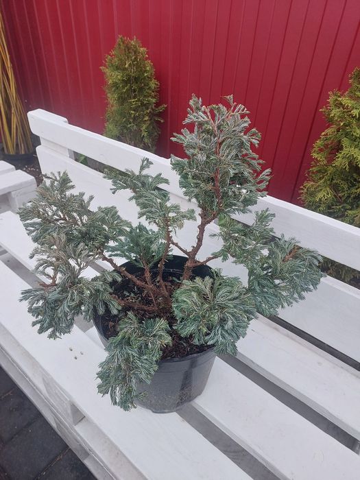 Бонсай, черенки хризантема мультифлора