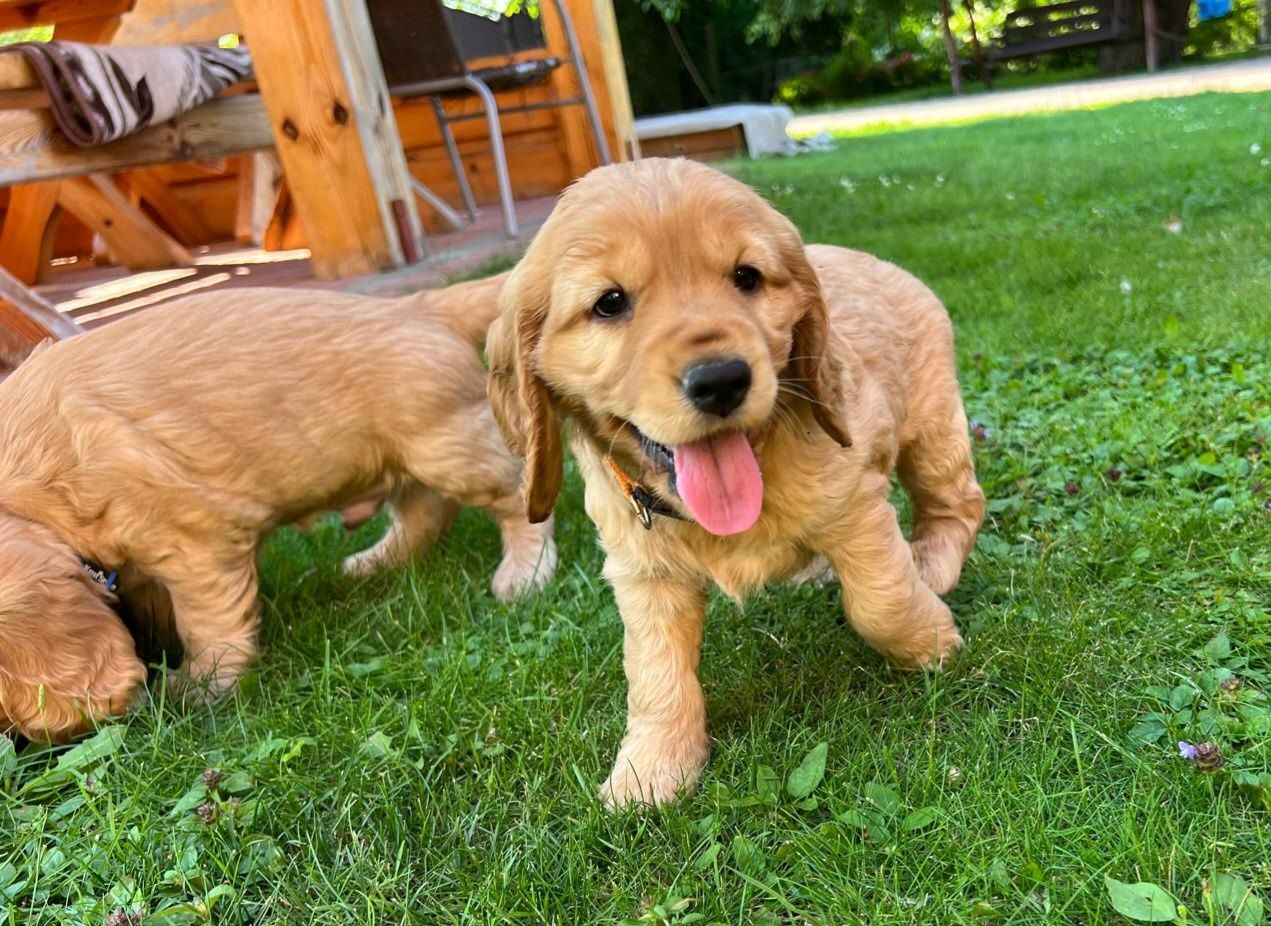 Szczeniaki cocker spaniel oddam