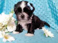 Śliczny piesek rasy Shih-Tzu szuka domku